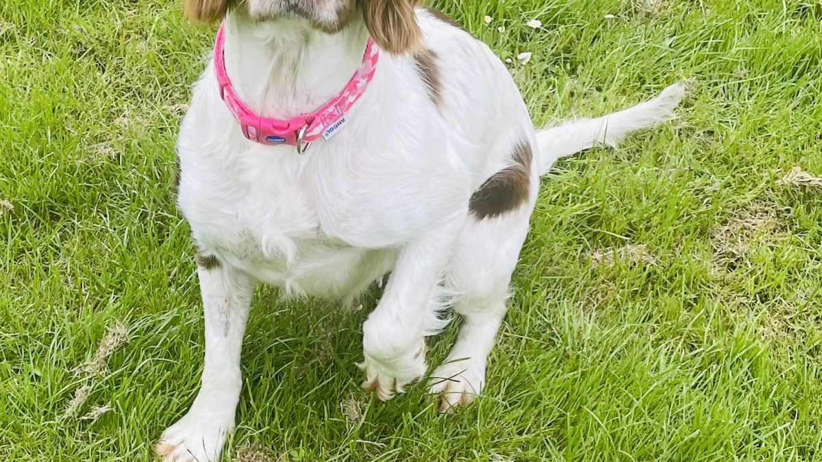 Hattie Springer Spaniel with her ball