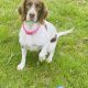 Hattie Springer Spaniel with her ball