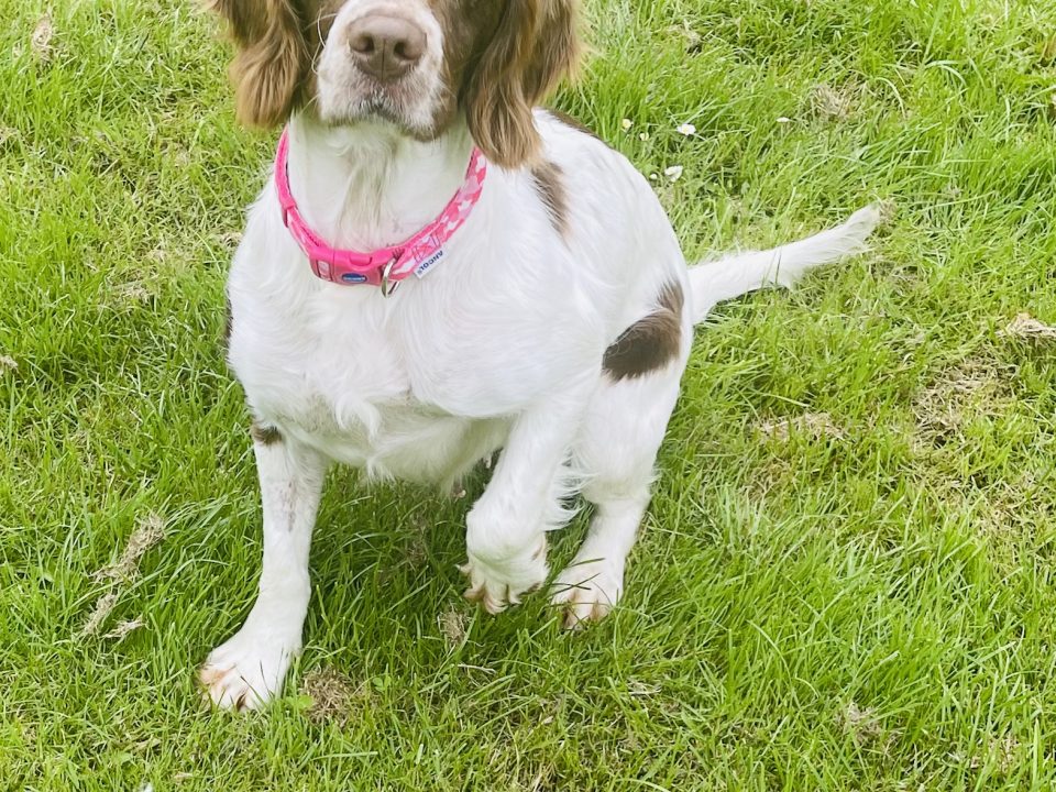 Hattie Springer Spaniel with her ball