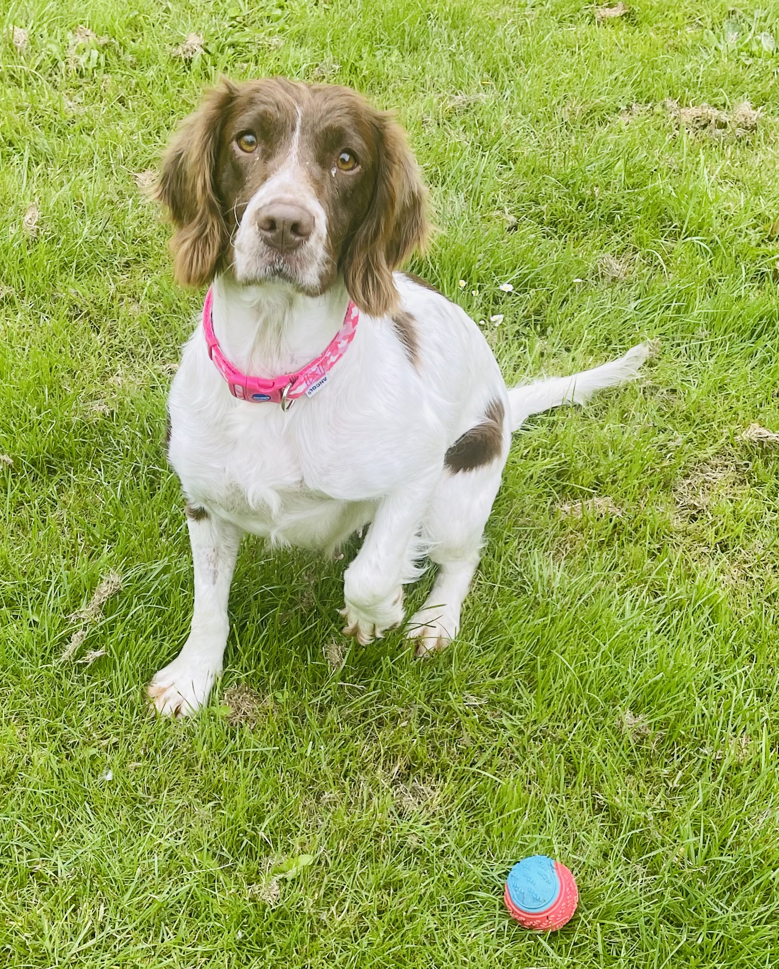 Hattie Springer Spaniel with her ball