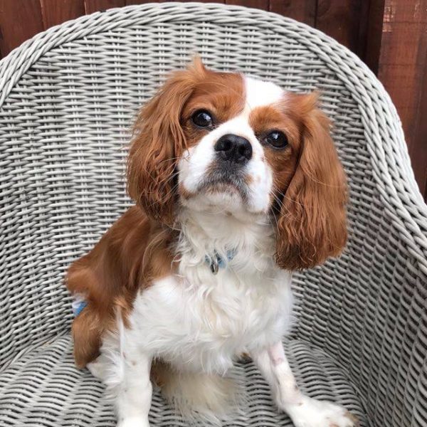 Buddy Blenheim Cavalier King Charles