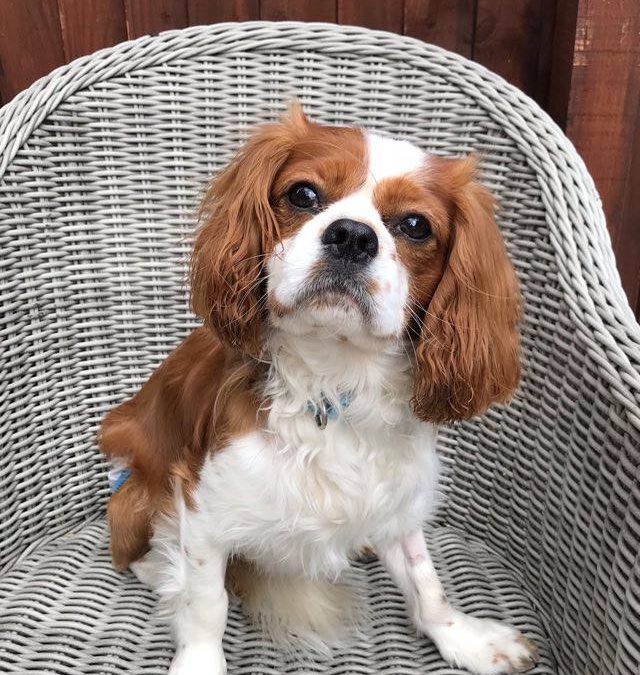 Buddy Blenheim Cavalier King Charles