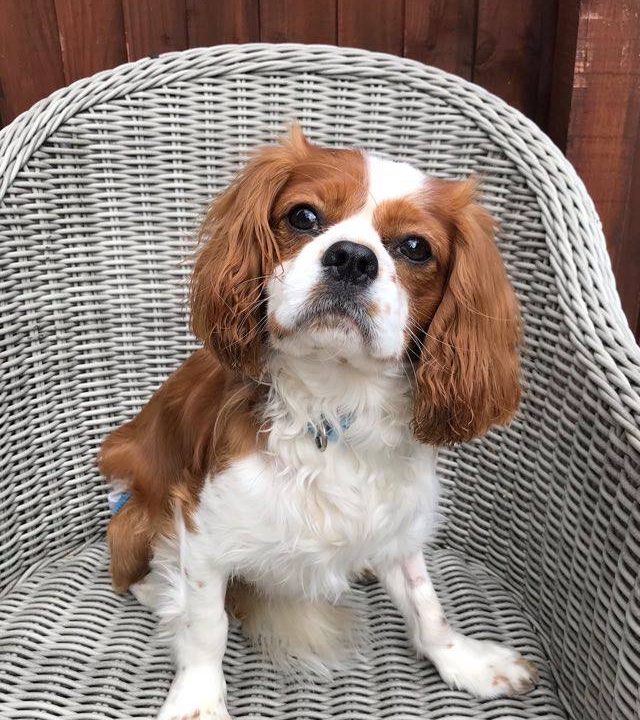 Buddy Blenheim Cavalier King Charles