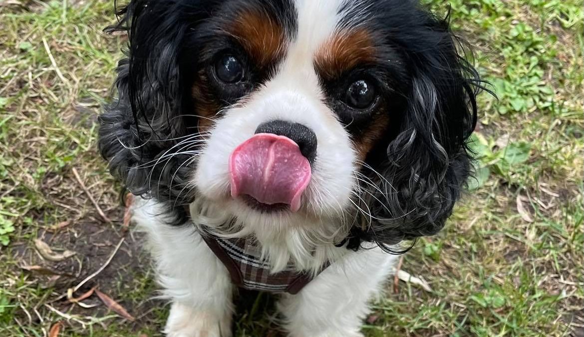 Oliver Tricolour Cavalier with tongue out