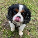 Oliver Tricolour Cavalier with tongue out