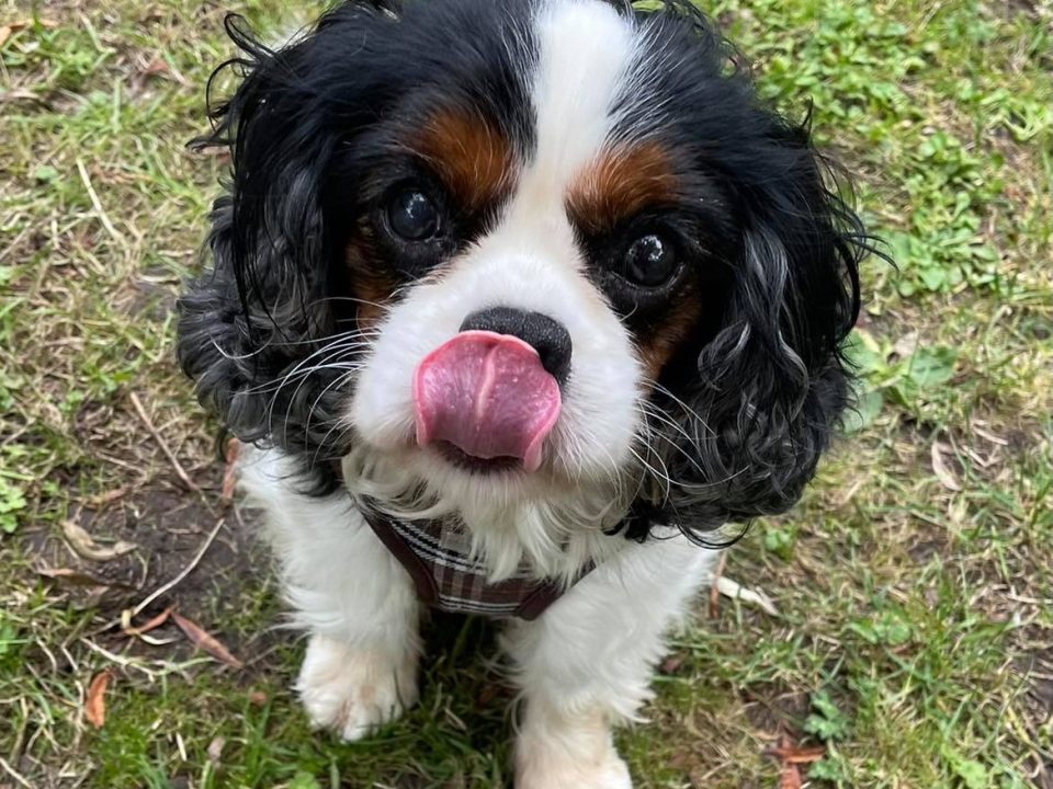 Oliver Tricolour Cavalier with tongue out