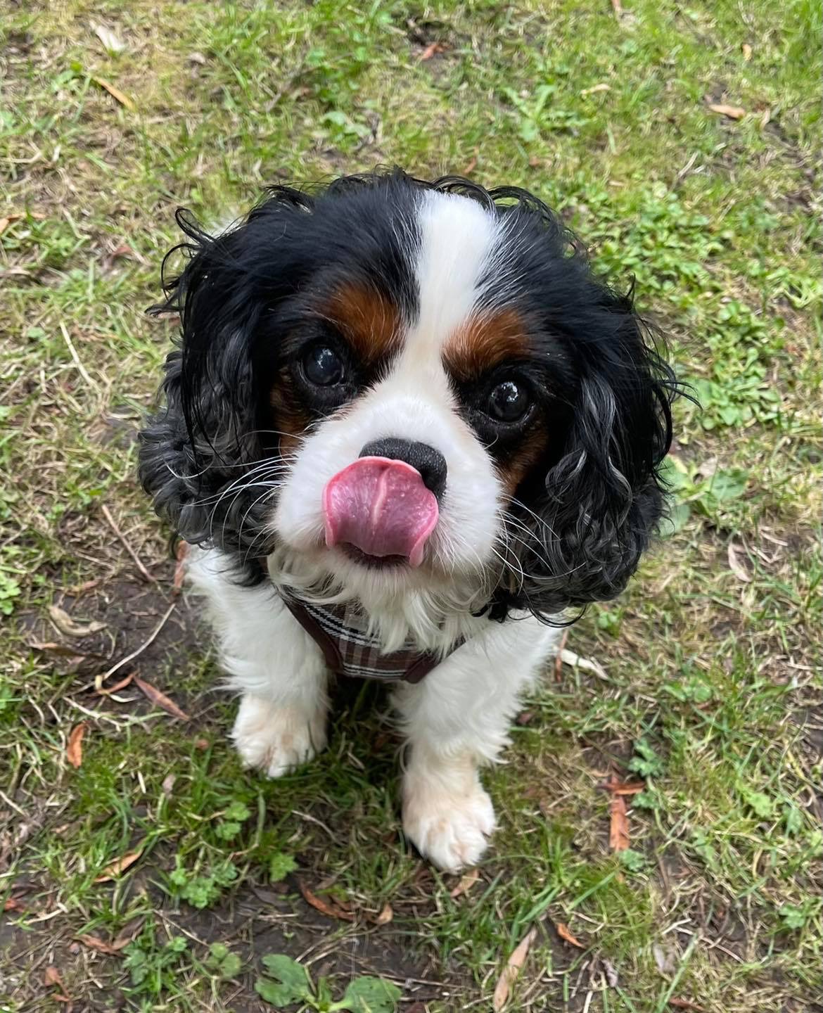 Oliver Tricolour Cavalier with tongue out