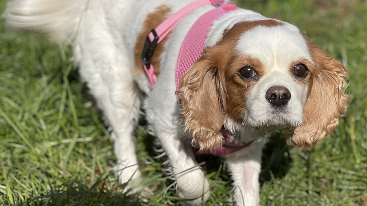 Alice Cavalier King Charles Spaniel