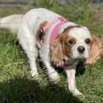 Alice Cavalier King Charles Spaniel