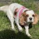 Alice Cavalier King Charles Spaniel