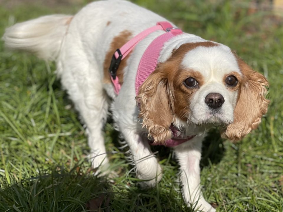 Alice Cavalier King Charles Spaniel