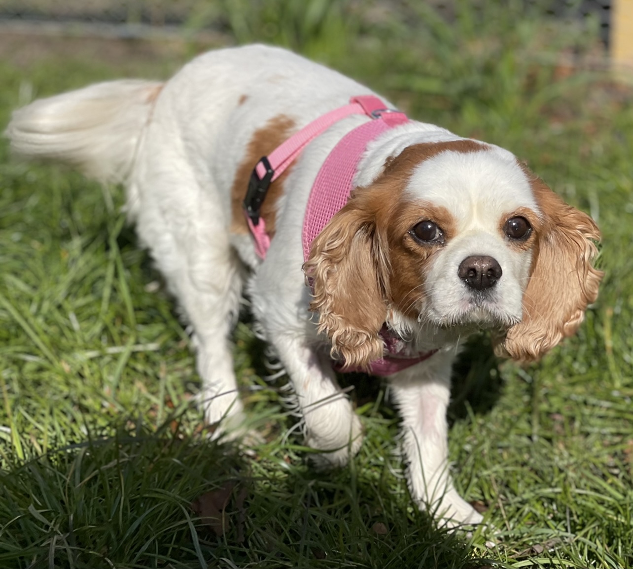 Alice Cavalier King Charles Spaniel