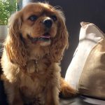 Jessie ruby Cavalier King Charles Spaniel available for adoption