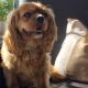 Jessie ruby Cavalier King Charles Spaniel available for adoption