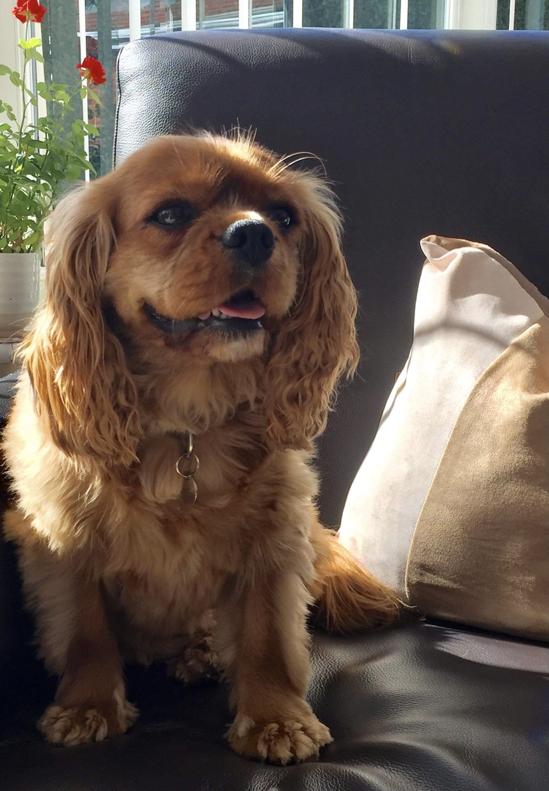 Jessie ruby Cavalier King Charles Spaniel available for adoption