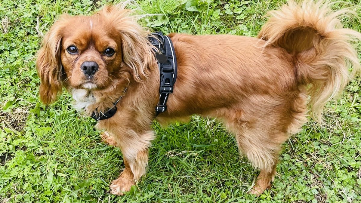 Alfie ruby Cavalier King Charles