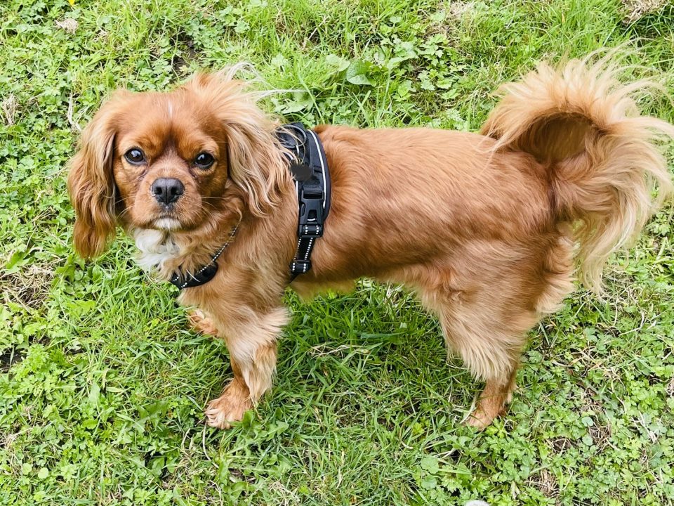 Alfie ruby Cavalier King Charles