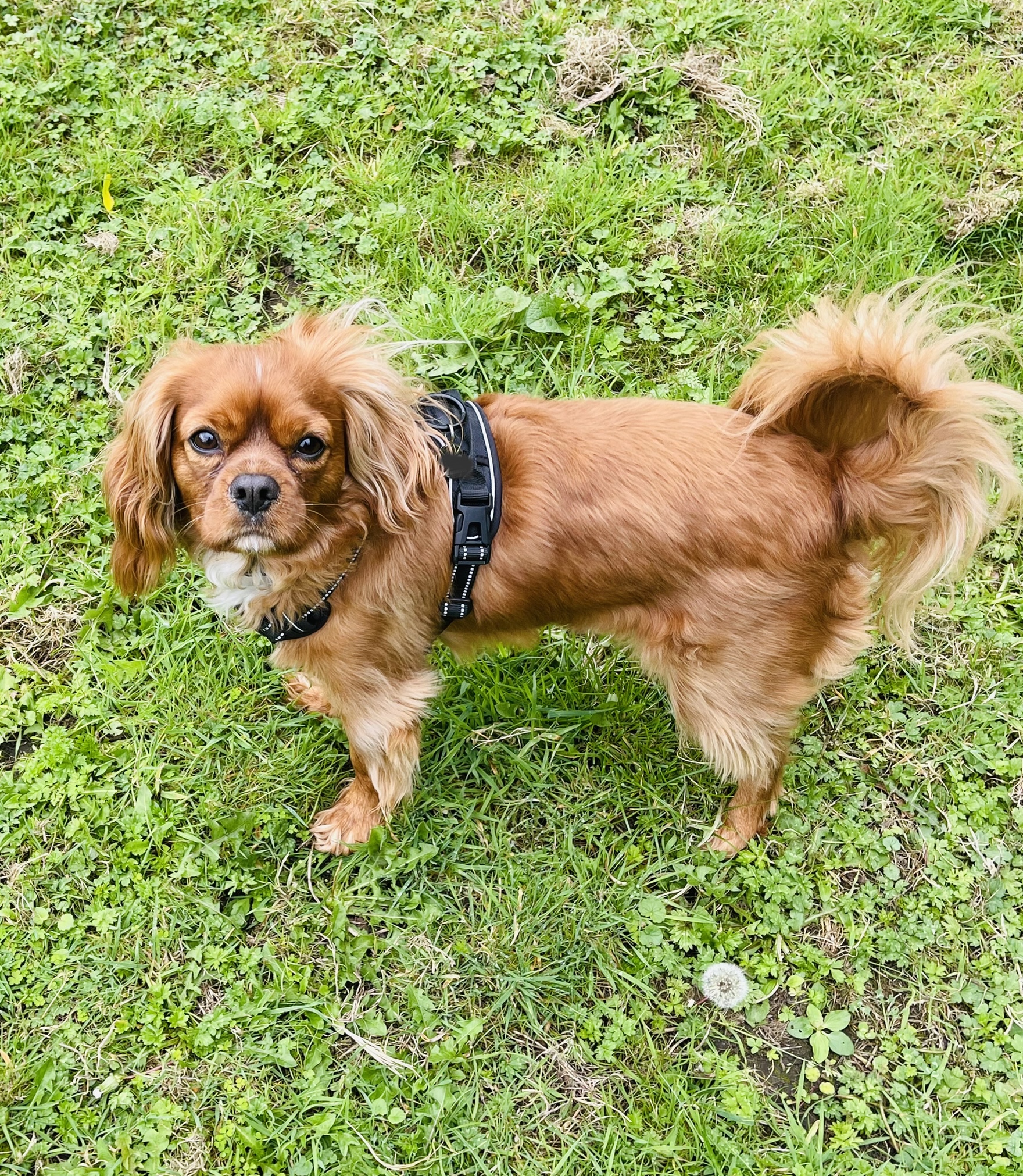 Alfie ruby Cavalier King Charles