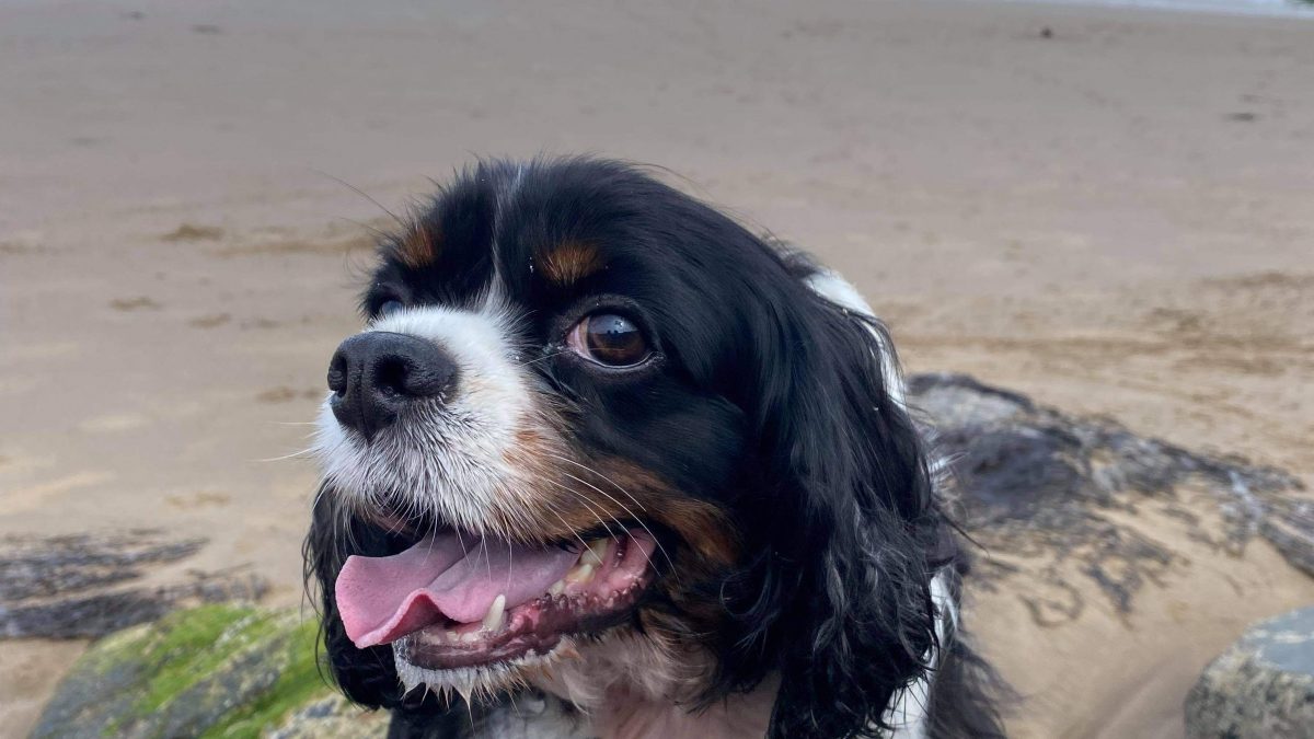 Lilya Tricolour Cavalier at the beach