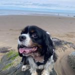 Lilya Tricolour Cavalier at the beach