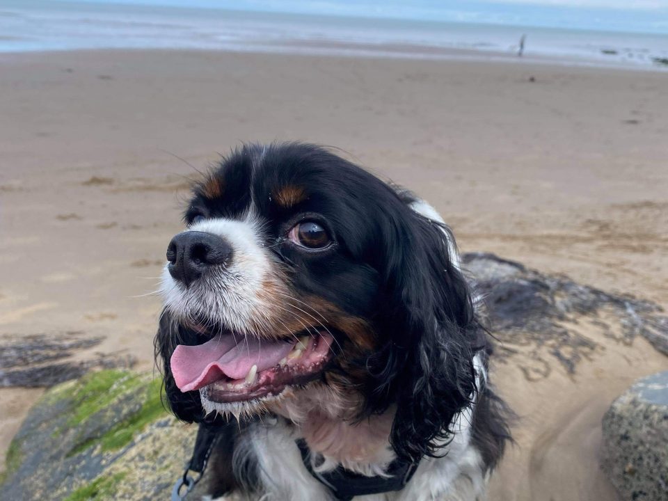 Lilya Tricolour Cavalier at the beach