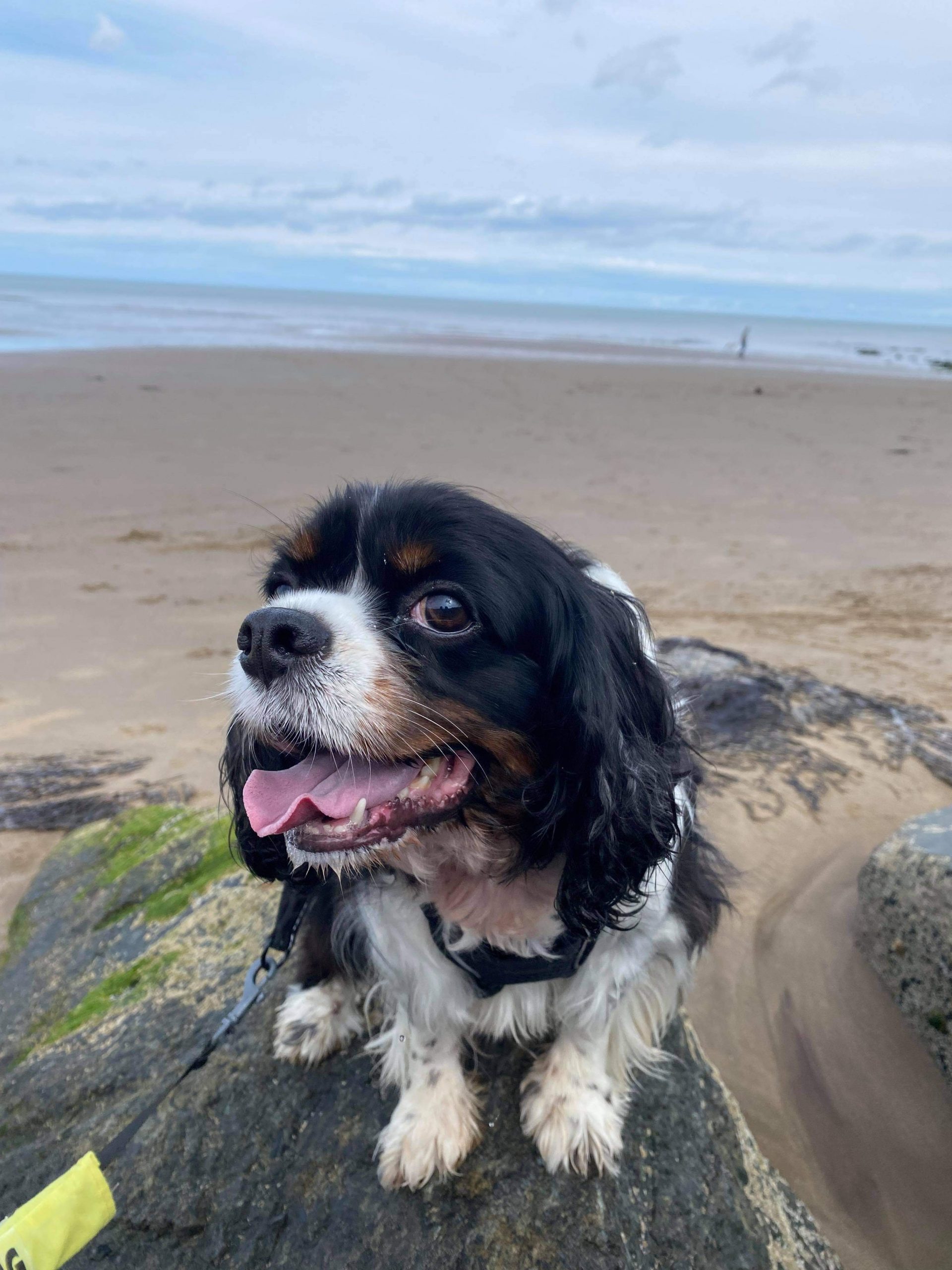 Lilya Tricolour Cavalier at the beach