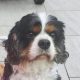 Mr Darcy Tricolour Cavalier King charles