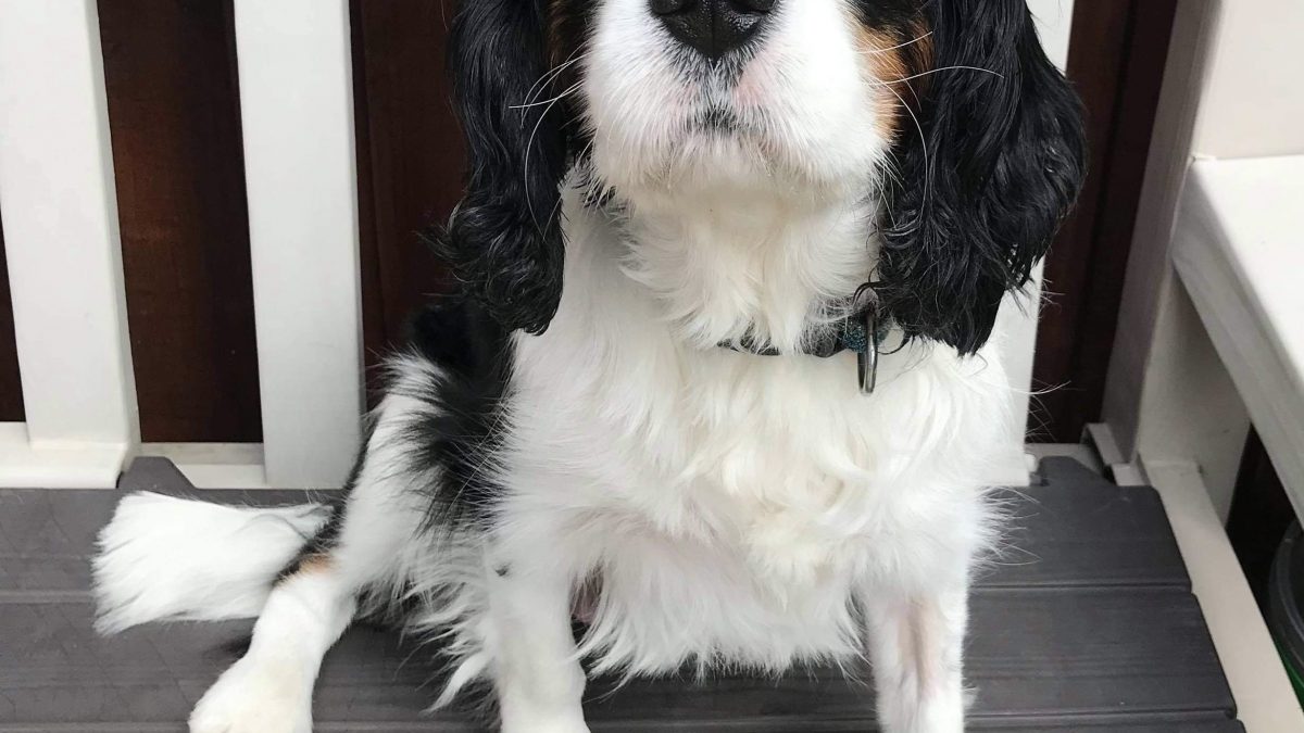 Max Tricolour Cavalier sitting on bench