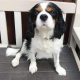 Max Tricolour Cavalier sitting on bench