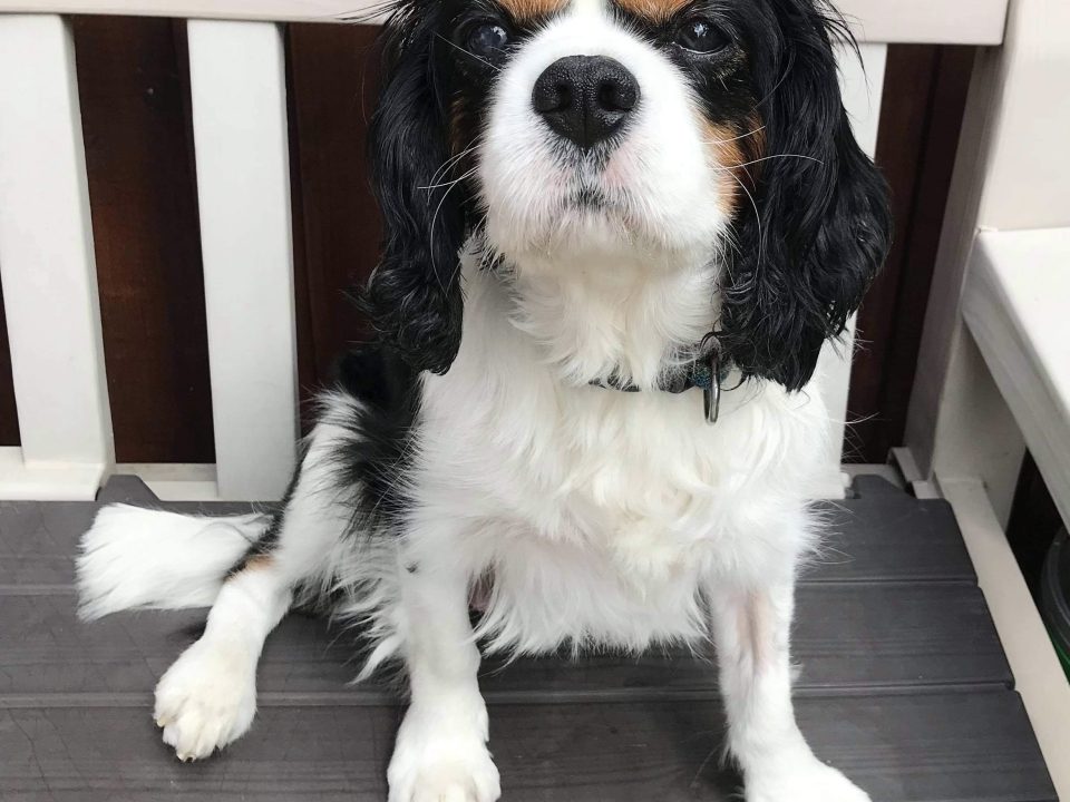 Max Tricolour Cavalier sitting on bench