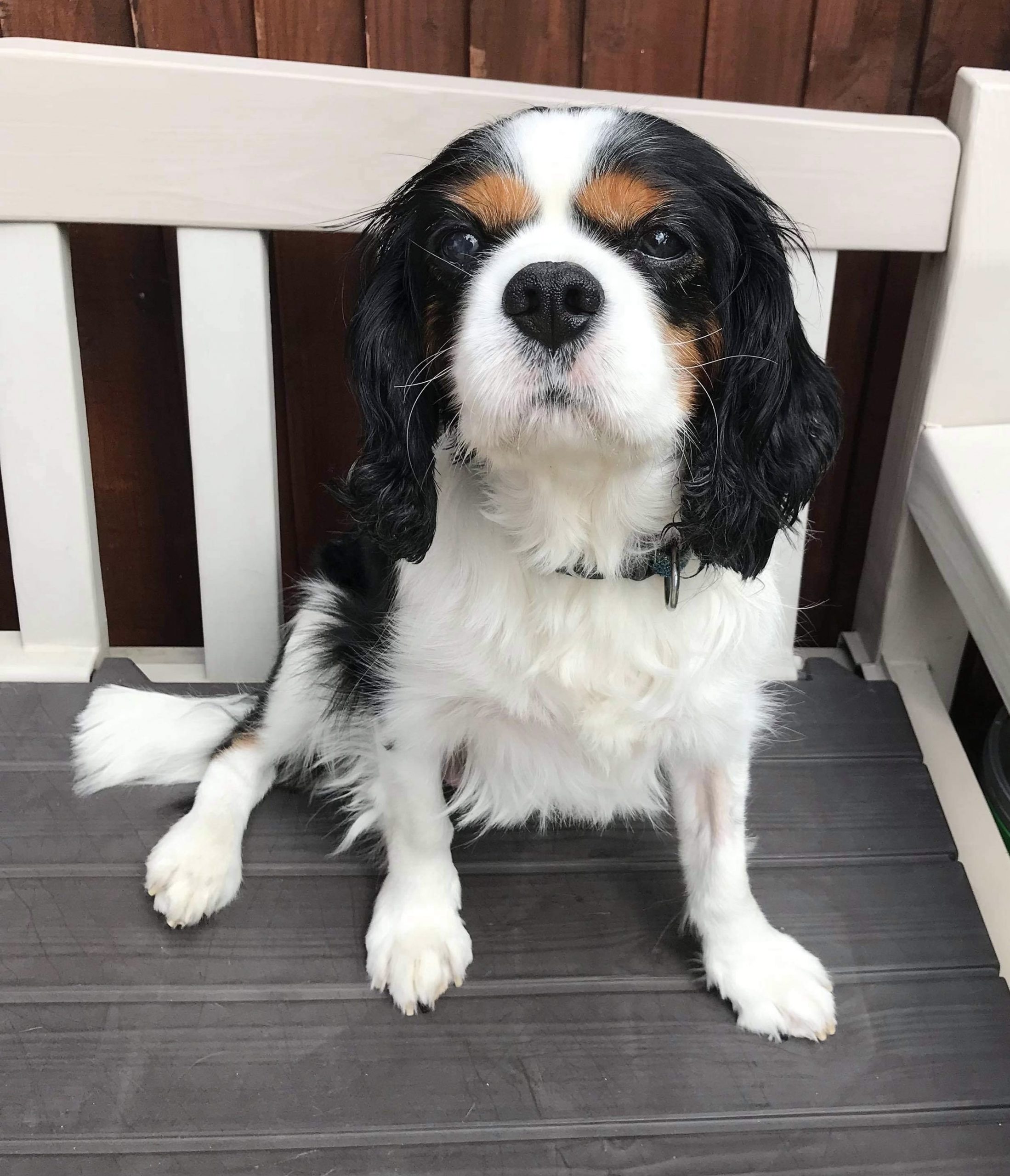 Max Tricolour Cavalier sitting on bench