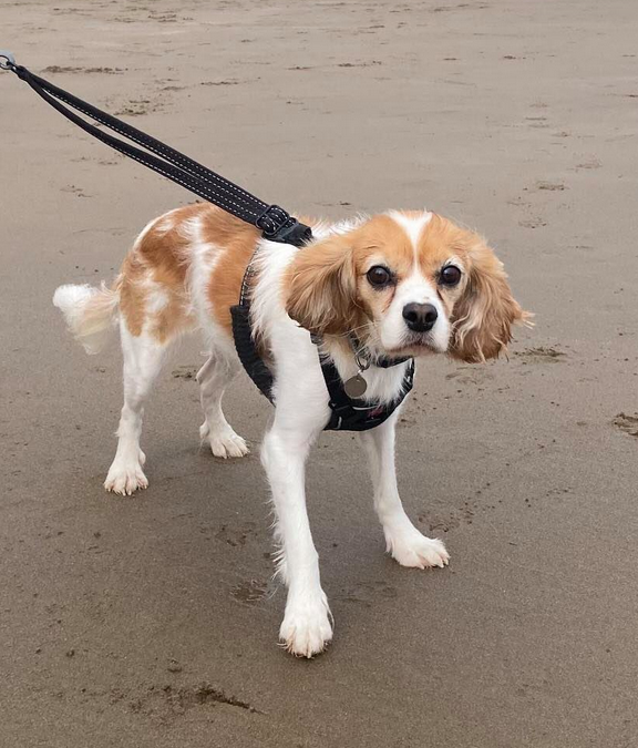 Holly on the beach
