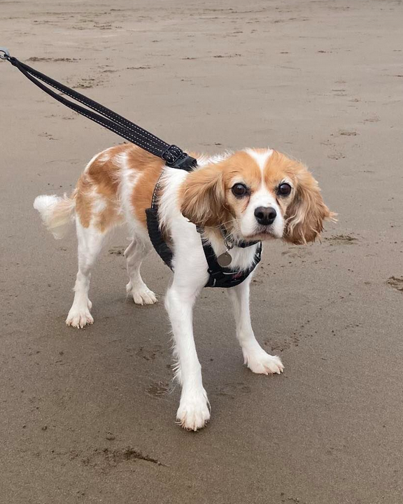 Holly on the beach