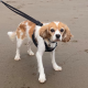 Holly on the beach