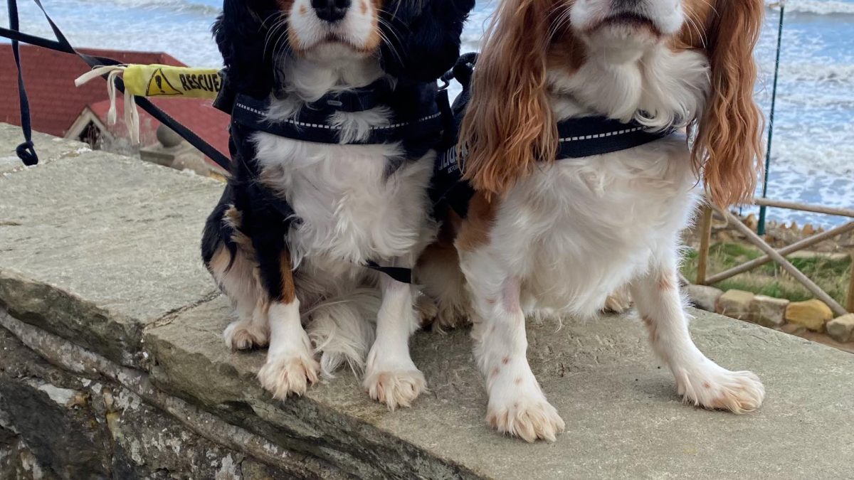 Cagney and Casey Cavalier King Charles st the beach