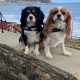 Cagney and Casey Cavalier King Charles st the beach