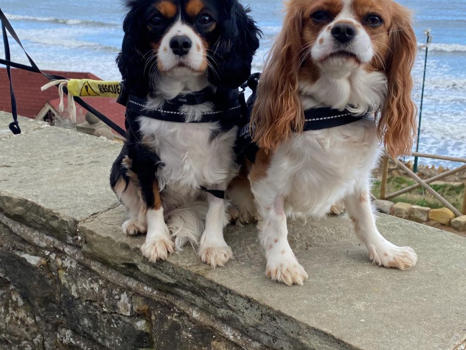 Cagney and Casey Cavalier King Charles st the beach