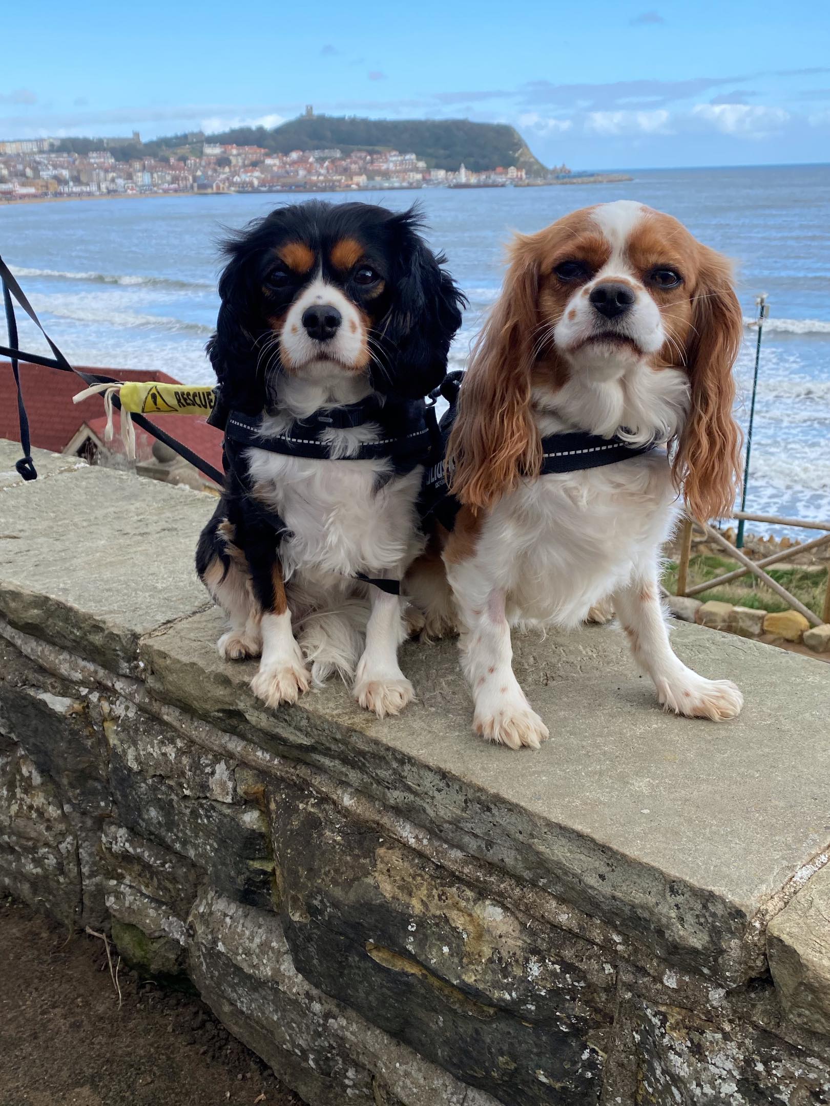 Cagney and Casey Cavalier King Charles st the beach