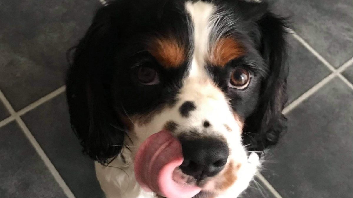 Phoenix Cavalier x Springer Spaniel