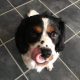 Phoenix Cavalier x Springer Spaniel