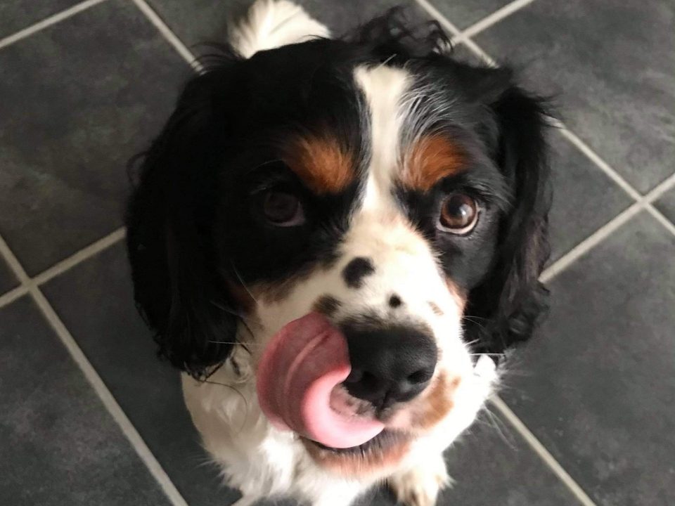 Phoenix Cavalier x Springer Spaniel