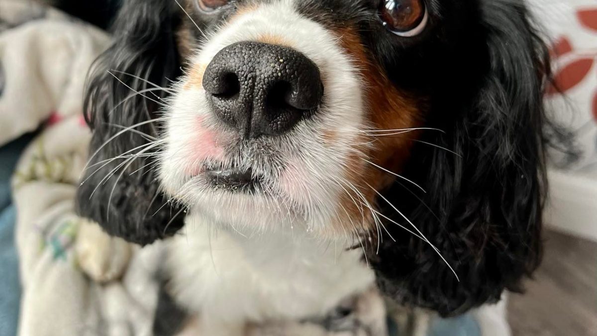 King Tricolour Cavalier King Charles Spaniel