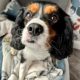 King Tricolour Cavalier King Charles Spaniel