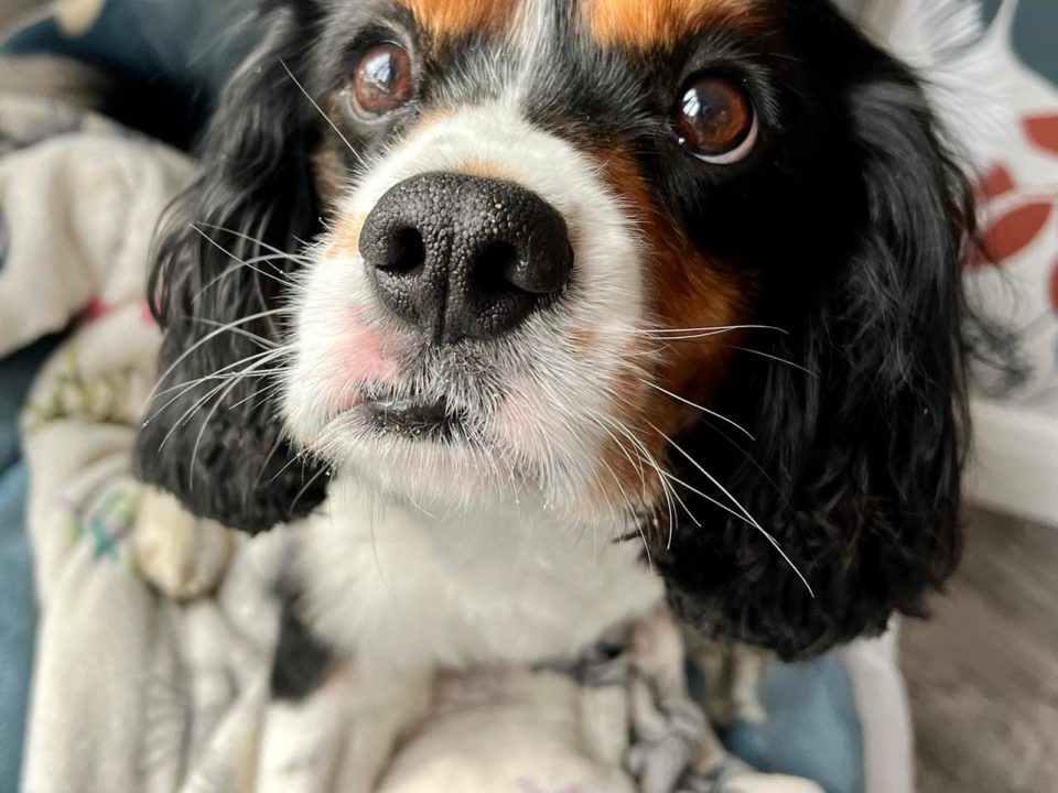 King Tricolour Cavalier King Charles Spaniel