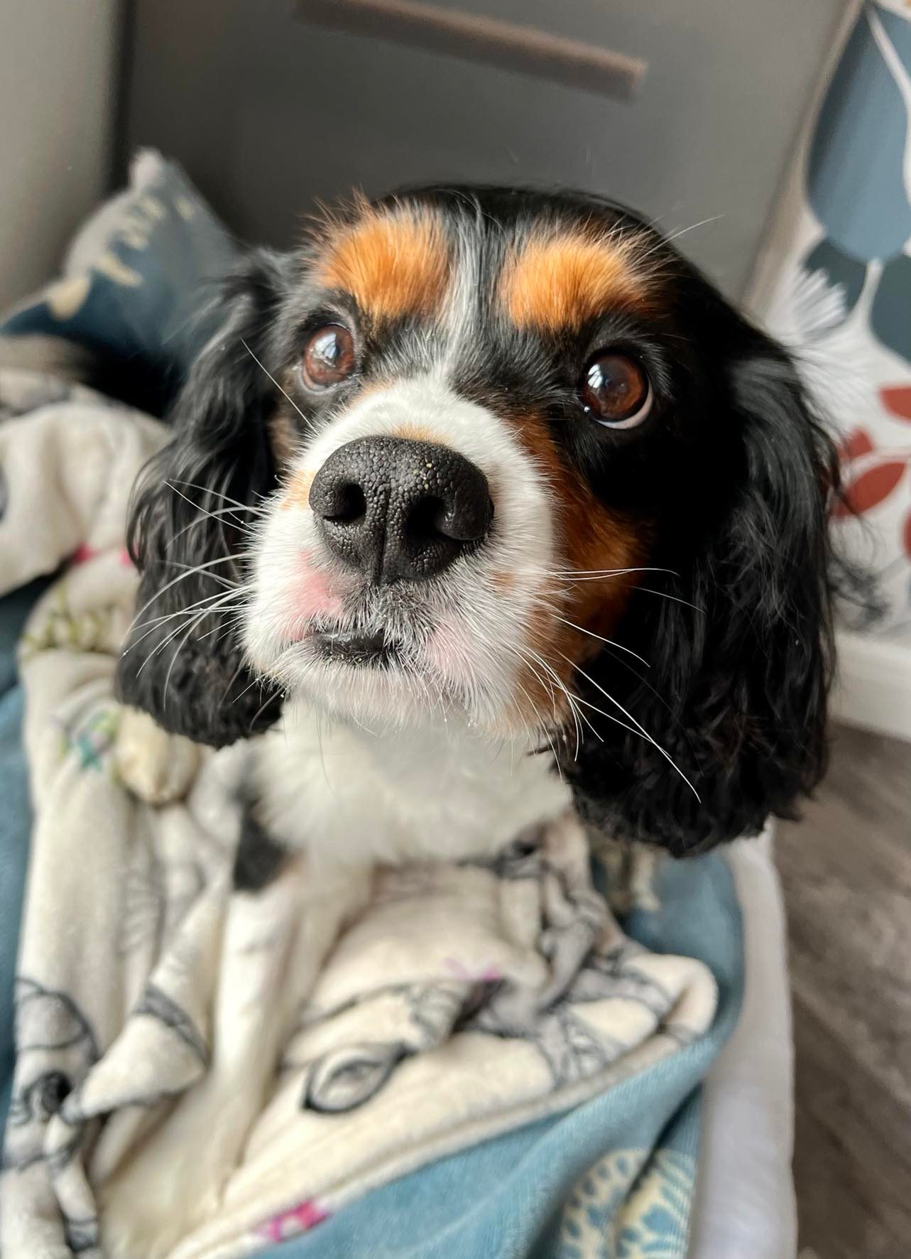 King Tricolour Cavalier King Charles Spaniel