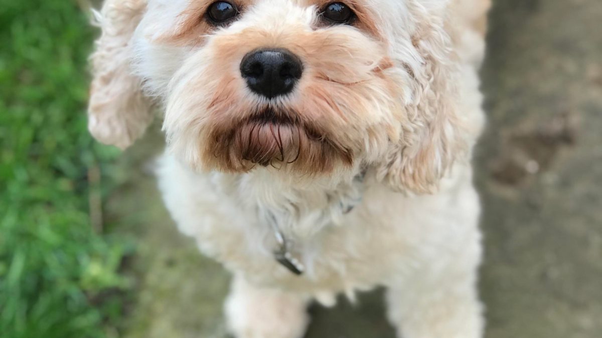 Nutmeg Cavapoo