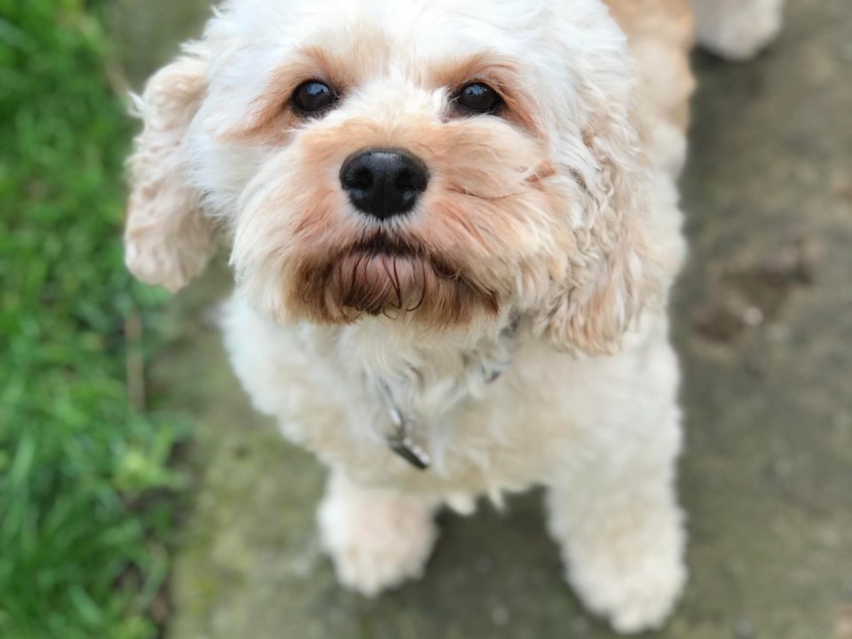 Nutmeg Cavapoo