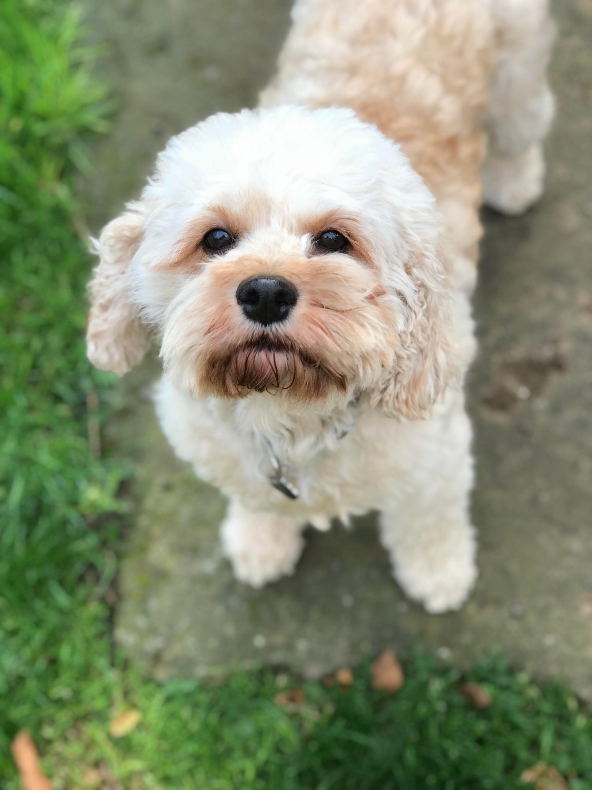 Nutmeg Cavapoo