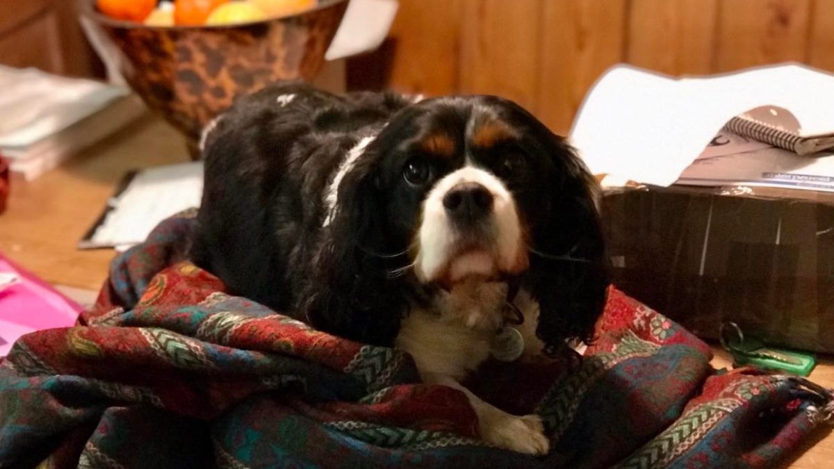 Libby Tricolour Cavalier King Charles