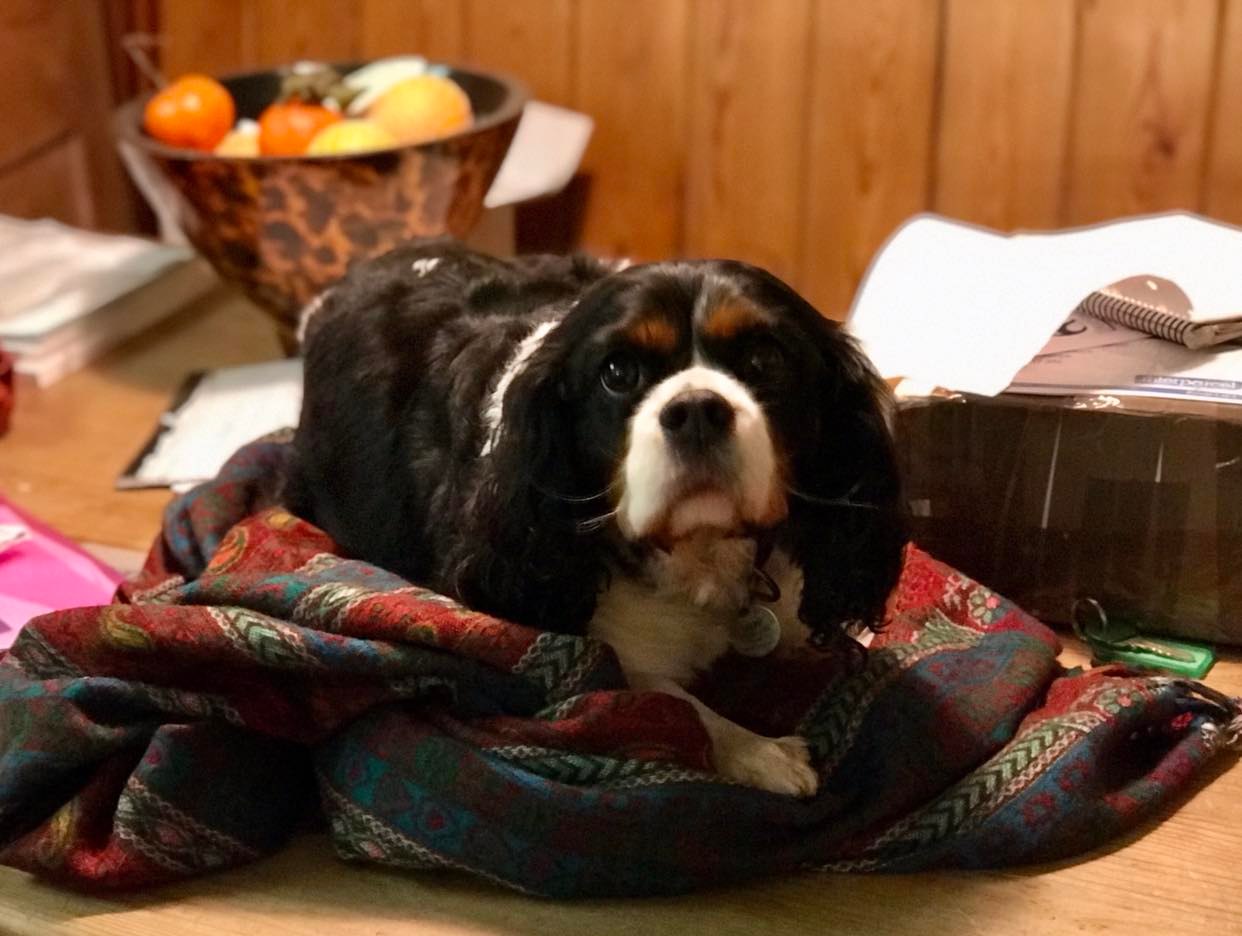 Libby Tricolour Cavalier King Charles